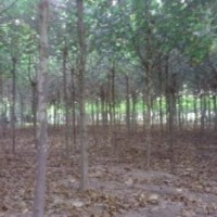 大量供应毛白杨，速生杨，国槐，白蜡，柳树，法桐，榆树。