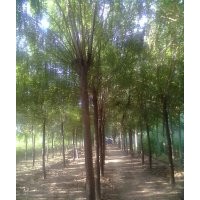 椿树-１０７-柳树-国槐-法桐-合欢.