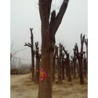 出售18cm全冠国槐白蜡