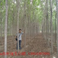 供应山东白蜡国槐