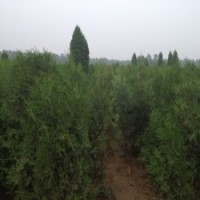 北京桧柏价格优惠