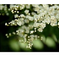 十公分暴马丁香,十五公分暴马丁香,八公分暴马丁香