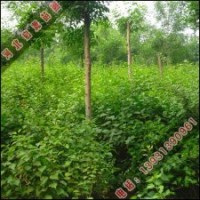 启源销售丁香小苗_丁香价格_启源出售丁香