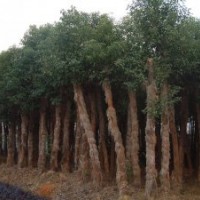 湖南香樟树价格移植骨架2-3年香樟价格