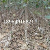 北美海棠大苗，北美海棠芽苗成品苗，木瓜苗，流苏苗，果树苗