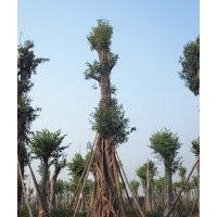 买优质黄葛树，就来四川泸州兴隆园林公司