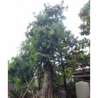 出售四川大黄葛树，泸州黄葛树大树