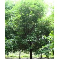 成都天竺桂价格 成都天竺桂报价 天竺桂品种 天竺桂规格