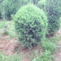 保定哪里有北京桧柏