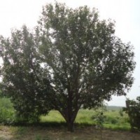 出售绿化首选八棱海棠树