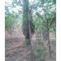 山西国槐，一级国槐，15-30个国槐，国槐苗，白皮松