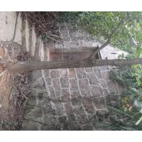 安庆龙山名树园出售报春花