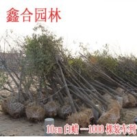 山东白蜡： 专供5-8-10-12-15公分山东白蜡