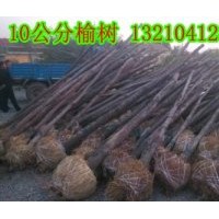 供应天津榆树苗木种植基地10公分榆树8000棵、苗圃苗、随时起苗