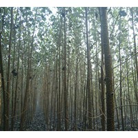 供107杨 毛白杨 国槐 法桐等