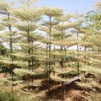 锦叶榄仁,层托榄仁锦叶行道树