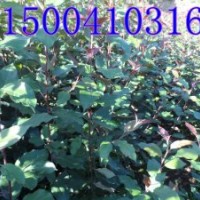 绚丽海棠苗-低价出售绚丽海棠苗大量