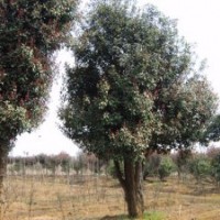 香樟，桂花，罗汉松