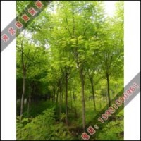 香花槐的种植技术