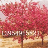 北美海棠，木瓜海棠，木瓜苗，流苏苗，果树苗，北美海棠芽苗接穗