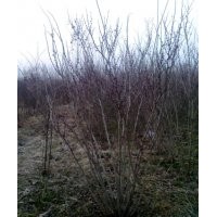 常年供应丛生紫荆、丛生木槿、丛生紫薇、丛生红瑞木等绿化苗