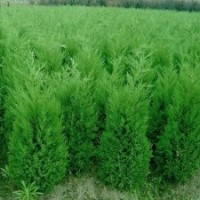 河南桧、大叶女贞 、红叶石楠、黄金柳、紫薇、国槐、北栾、玉兰