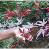 日本三季红红枫大抢购