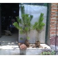 供应70公分油松苗 油松小苗