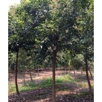 江苏东台大叶女贞3-13公分大量出售