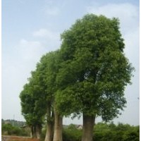 15公分多杆香樟树多杆香樟树移植香樟