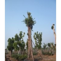 四川泸州黄葛树大树供应商——四川泸州兴隆园林公司