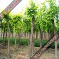 金叶榆价格_金叶榆行情怎么样