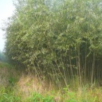 柳树/速生柳