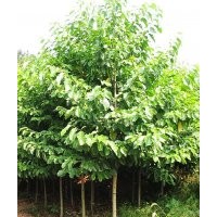 宏景公司提供最新湖南乐昌含笑价格，浏阳乐昌含笑价格查询