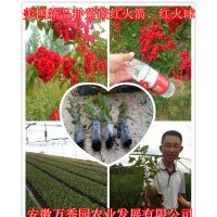 红火箭紫薇 抢购