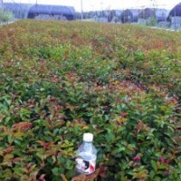 特供红叶石楠独杆高1-2.5米左右独杆