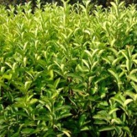 供应：法国冬青，金叶女贞，小叶女贞，大叶黄杨，龙柏，海桐等绿