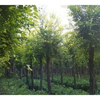 供千头椿、国槐、刺槐、榆树、合欢