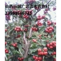 山楂树出售、7-15公分山楂树、价格优惠