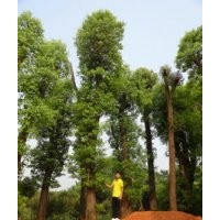 40公分香樟树价格移植香樟树价格