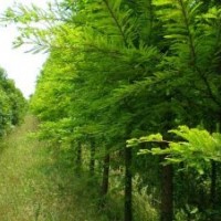 供应落羽杉 各直径的落羽杉价格