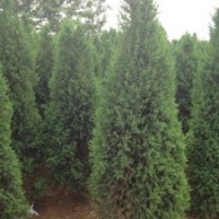保定北京桧柏生产基地