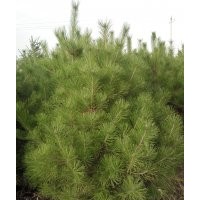 出售陕西油松2.5米-3米。3米-3.5米。3.5米。吉林五角枫，暴马子