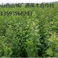 海棠苗出售、西府海棠苗出售、价格优惠