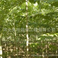 供应1-3公分千头椿