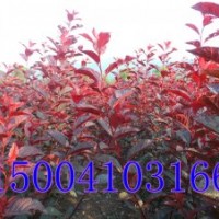 中华太阳李、大量供应中华太阳李子苗