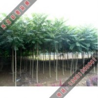 如何鉴别苦楝树和千头椿冒充香椿