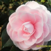 什么地方有山茶花批发 山茶花,茶花,桂花