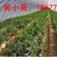 一级红豆杉出售