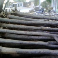 工程国槐，原生国槐，国槐小苗，白皮松，油松